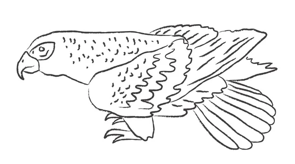 Bird Prey White Background Sketch Illustration — Stock Photo, Image