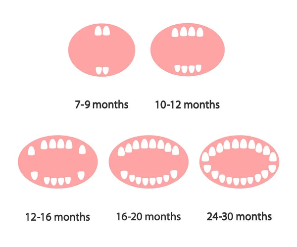 Babyzähne Und Zähne Wachsen Monate Auf Weißem Hintergrund Zahnmedizin Vektorillustration — Stockvektor