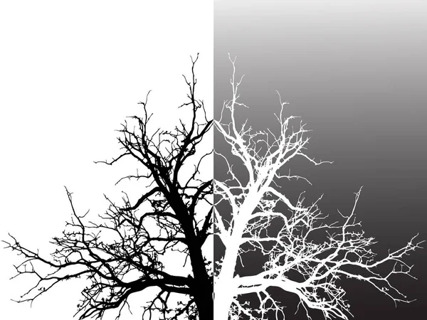 Vector Set Tree Silhouettes Black White — Stock Vector