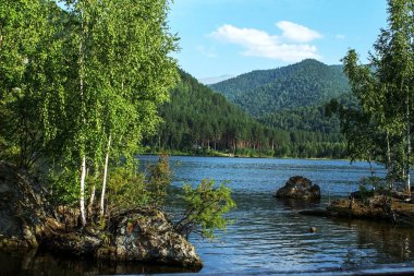  Güneşli bir gün, göl su üzerine eğilmiş ağaç