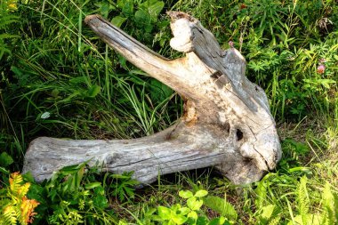 bir takas, turistik yerler ormandaki düşmüş ağaç yatıyor