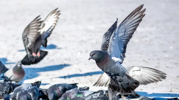 Beau pigeon décolle dans le parc en hiver — Photo