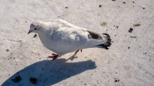 Witte duif wandelingen in het park in de winter — Stockfoto