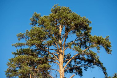 Mavi gökyüzüne karşı yeşil çam tacı