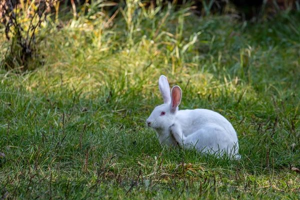 白いウサギが緑の草原を歩く — ストック写真