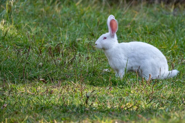 Bílý králík kráčí po zelené louce — Stock fotografie