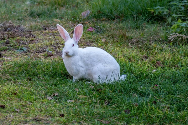 Bílý králík kráčí po zelené louce — Stock fotografie