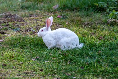 Beyaz tavşan yeşil bir çayırda yürüyor