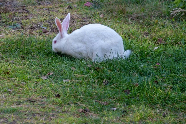 白兔在绿色的草地上散步 — 图库照片