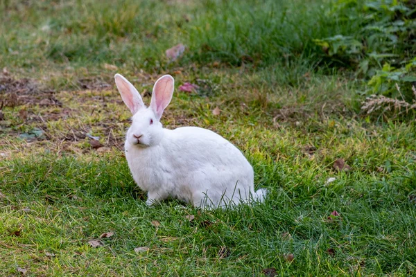 白いウサギが緑の草原を歩く — ストック写真