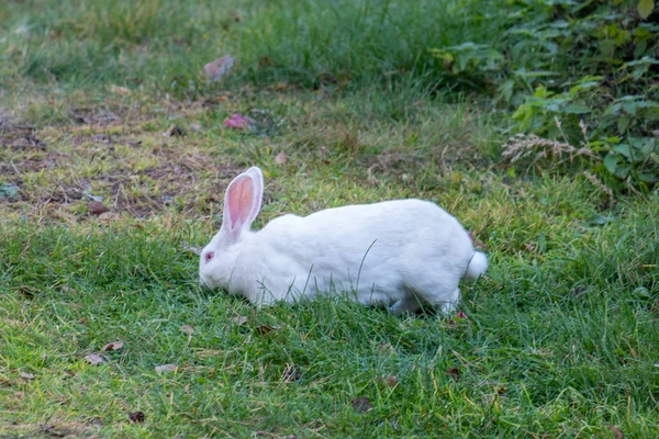 Biały królik spaceruje po zielonej łące — Zdjęcie stockowe