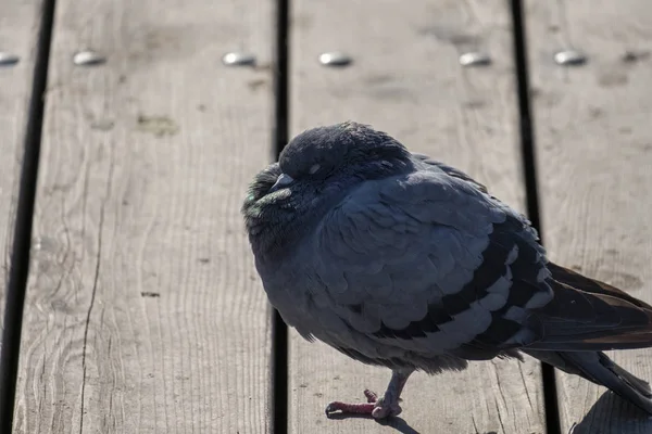 Un pigeon sauvage dort debout sur une jambe — Photo