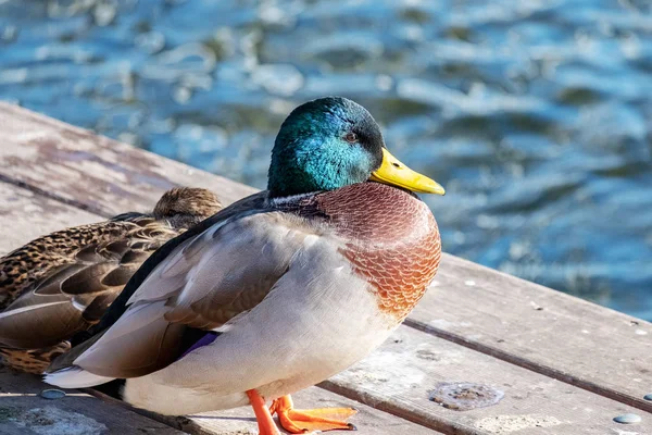 wild ducks graze on the pier and swim on the pond