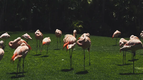 Flamants Roses Oiseaux Dans Parc Zoologique Stand Sur Herbe — Photo