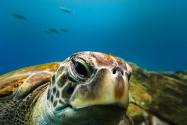 Arka planda küçük balıklar ile büyük kaplumbağa portre mavi okyanus su.