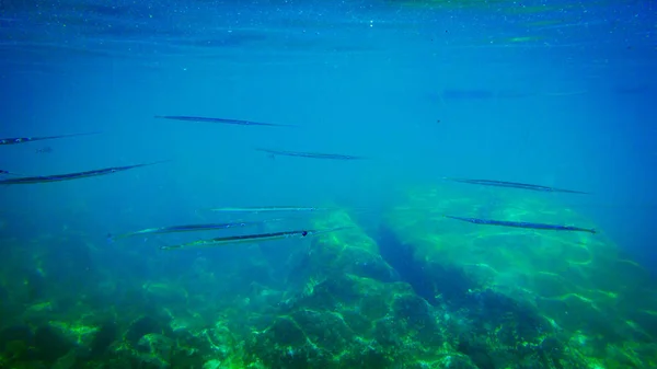 Long Groupe Poissons Sous Marins — Photo