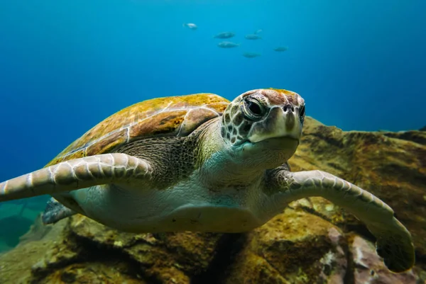 Arka planda küçük balıklar ile büyük kaplumbağa portre mavi okyanus su.