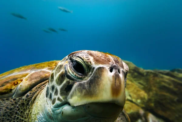 Arka planda küçük balıklar ile büyük kaplumbağa portre mavi okyanus su.