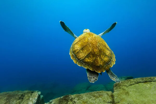 Большая Черепаха Плавает Глубокой Голубой Воде Океана — стоковое фото
