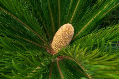 Sago palmiye (Cycas revoluta) erkek koni ile. 