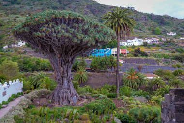 Icod de los Vinos 'taki ünlü Ejder Ağacı, Tenerife, Kanarya Adaları, İspanya.