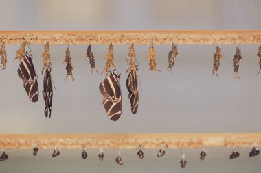 Asılı kelebekler ve kelebek Konservatuarı koza. Pupation kelebek.
