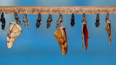 Asılı kelebekler ve kelebek Konservatuarı koza. Pupation kelebek.