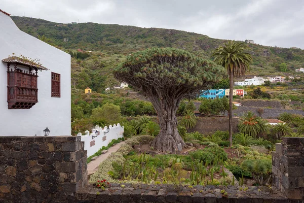 Знамените Дерево Дракона Icod Los Vinos Tenerife Канарські Острови Іспанія — стокове фото