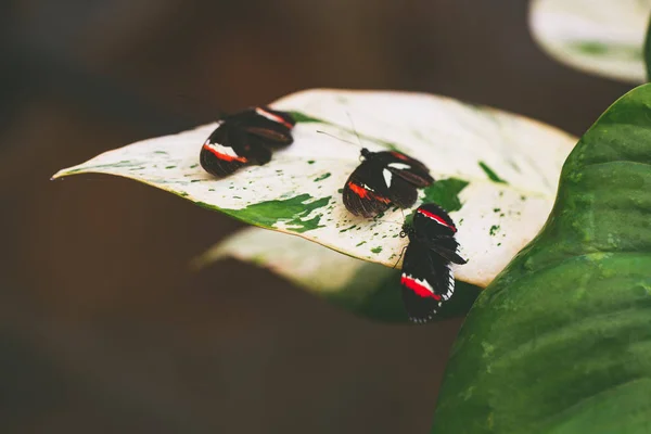 Czarny Czerwony Motyle Liściu — Zdjęcie stockowe