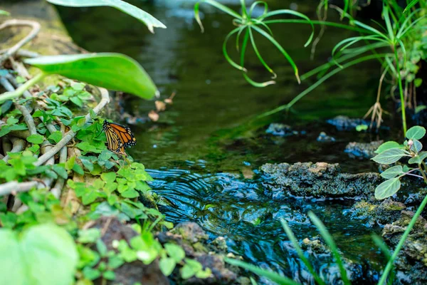 Borboleta Laranja Estão Estabelecendo Perto Riacho Selva — Fotografia de Stock