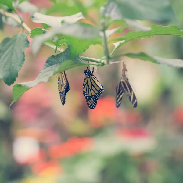 Hanging butterflies and cocoons on green leaves and branch. Pupation of butterfly.