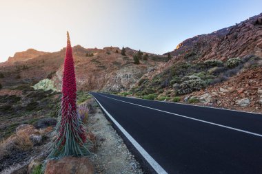 Endemic beautiful flower Tajinaste rojo (Echium wildpretii) near road line. Teide National Park, Tenerife, Canary Islands, Spain. clipart