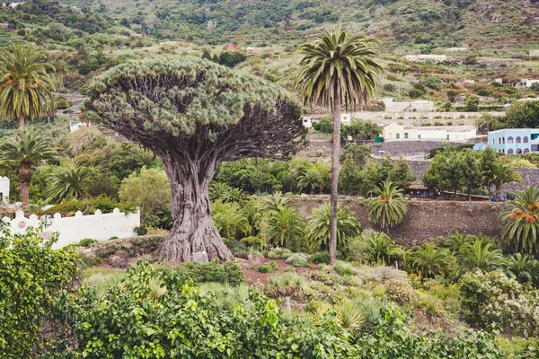Icod de los Vinos, Tenerife, İspanya 'da ünlü Ejderha Ağacı Drago Milenario.