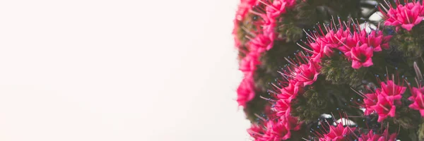 Cerca Flor Endémica Hermosa Tajinaste Rojo Echium Wildpretii Parque Nacional — Foto de Stock