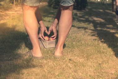 Bacaklar ve elleri adam bahçede elma almak ve onları sepete koymak.