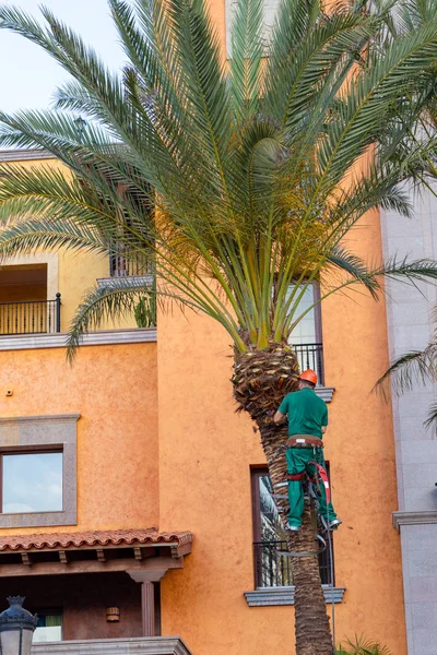 Worker who pruning palm trees. Tree surgeon in harness trims palm tree.
