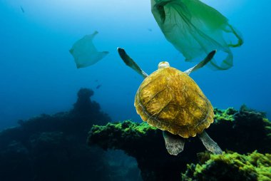 Sualtı kaplumbağa arasında plastik torbalar yüzer. Su çevre kirliliği kavramı.