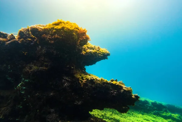 水中の岩や洞窟 水生生物の背景 — ストック写真