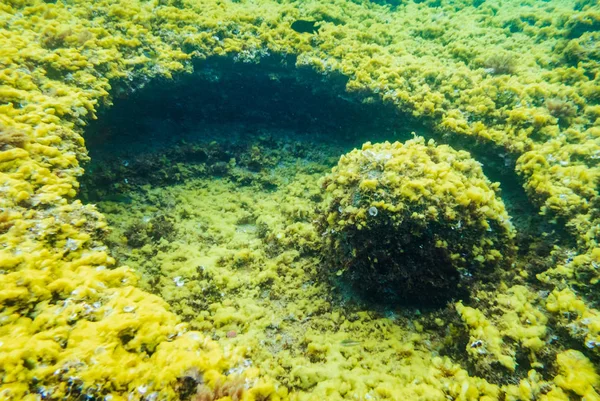 Rochas Subaquáticas Fundo Vida Marinha — Fotografia de Stock