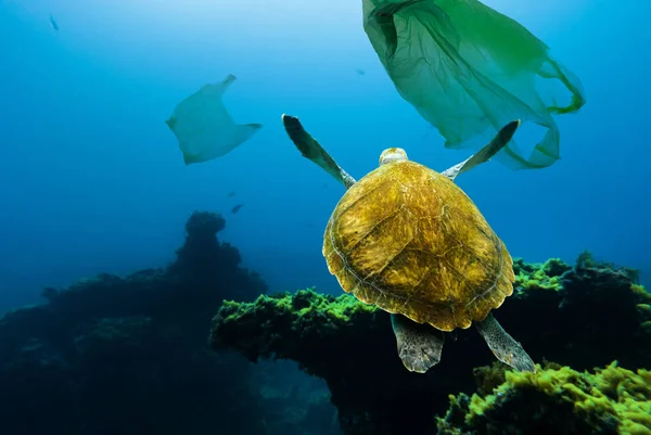 Underwater turtle floating among plastic bags. Concept of pollution of water environment.