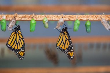 Asılı kelebekler ve kelebek Konservatuarı koza. Pupation kelebek.