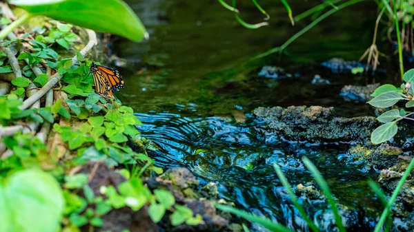 Borboleta Laranja Estão Estabelecendo Perto Riacho Selva — Fotografia de Stock