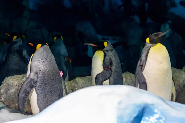 Pingouins Fermés Dans Zoo Avec Bonnes Conditions Vie — Photo