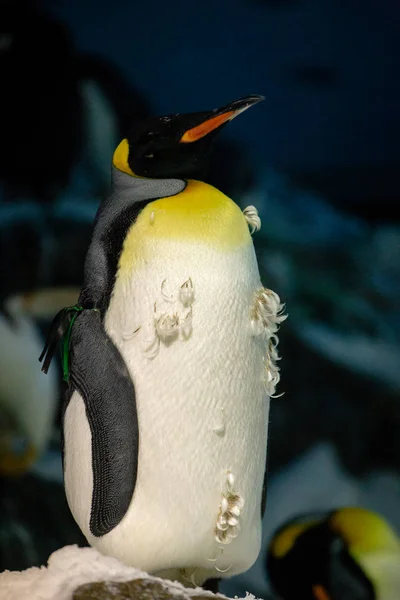 Penguins closed in Zoo, with good conditions to life.