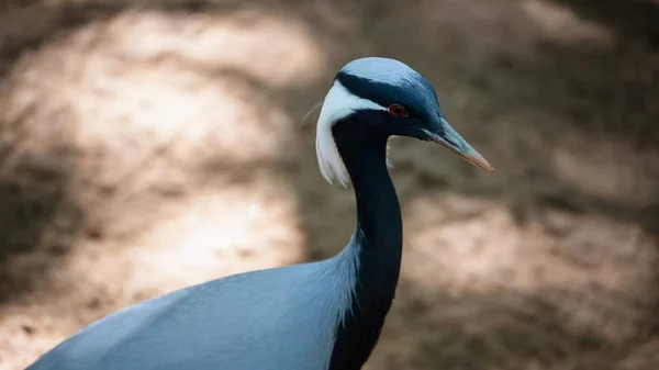 Portrait Grue Oiseau Tête Blanche — Photo