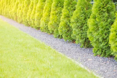 Mazı (bitki) bahçe çit belirsiz arka plan.