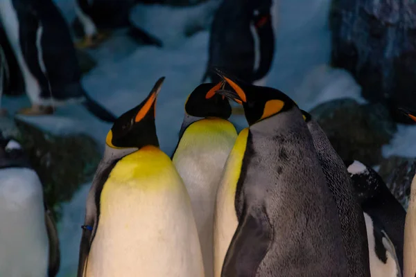 Tučňáků Zoo Zakončena Dobré Podmínky Životu — Stock fotografie