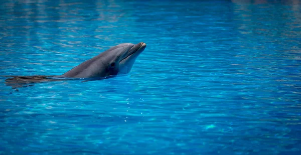 Плавание Дельфинов Зоопарке Время Шоу — стоковое фото