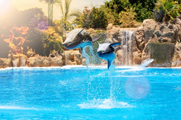 Show Beautiful Dolphin Jumps Zoo Pool — Stock Photo, Image