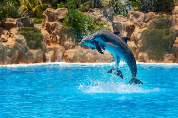 Spettacolo Bellissimi Salti Delfini Nella Piscina Dello Zoo — Foto Stock